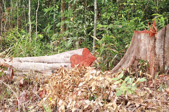 Hoang tàn cánh rừng già ở Gia Lai 'đổ máu': Đơn vị quản lý rừng báo cáo gì?