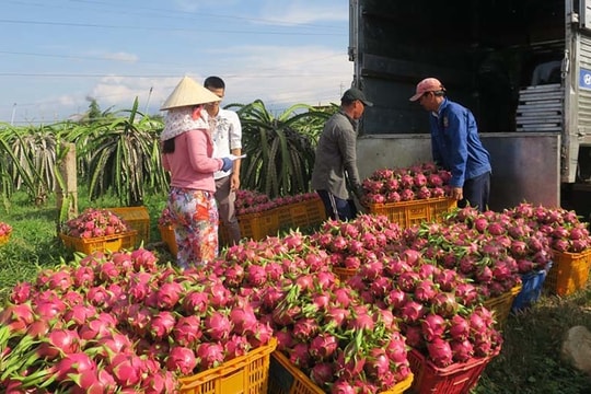 Nông sản bị ‘cấm cửa’ vì mạo danh ‘hộ chiếu’, Bộ chỉ thị khẩn