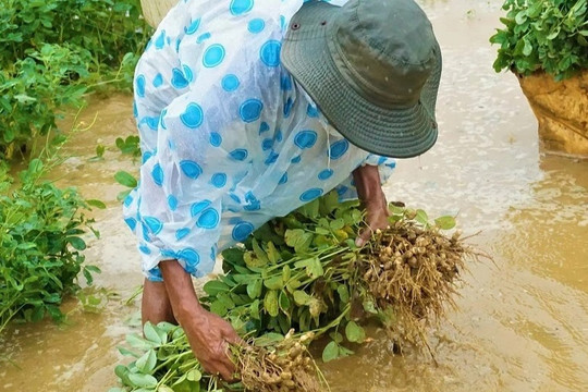 Nông dân gạt nước mắt đội mưa vớt nông sản