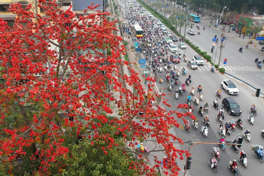 Đỏ rực từ nông thôn đến thành phố mùa hoa gạo tháng Ba ở Hà Nội