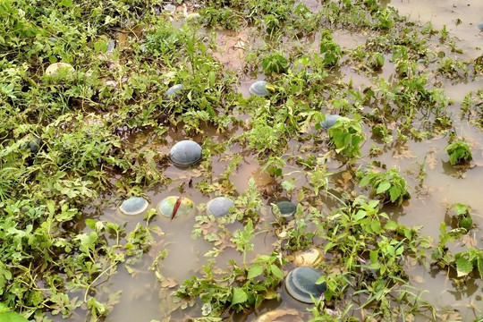 Ảnh: Mưa lũ nhấn chìm ruộng dưa hấu, nông dân Quảng Nam lâm cảnh trắng tay