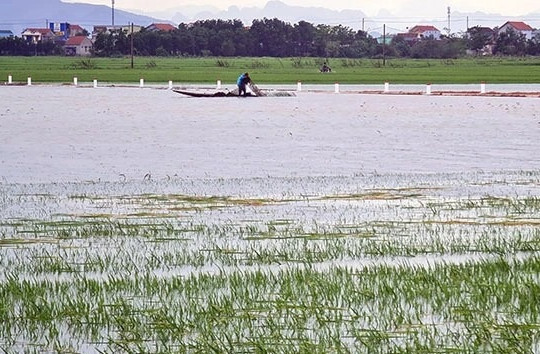 Quảng Bình mất trắng hơn 57 tỷ đồng vì mưa lũ trái mùa