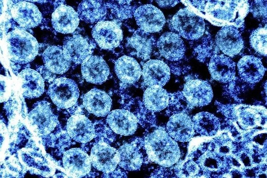 Các biến thể mới của virus SARS-CoV-2 có thực sự đáng quan ngại?