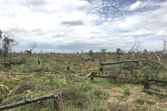 Đắk Lắk phát hiện vụ phá rừng gần 100ha