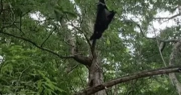 Khoảnh khắc rồng Komodo bật nhảy cao 2 mét, đớp gọn dơi trên cây