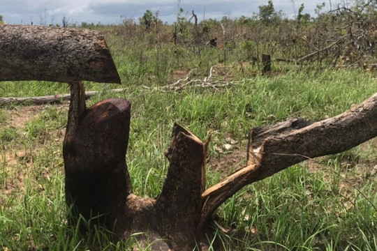 Vụ 100 ha rừng bị phá trắng: Thêm hơn 280 ha rừng bị tàn phá