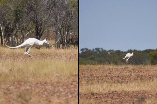 Phát hiện kangaroo màu trắng hiếm có ở Australia