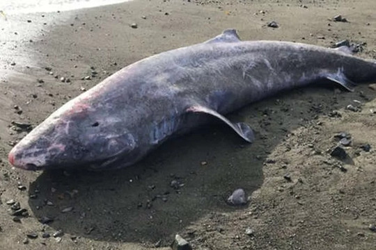 Cá mập 100 tuổi dạt vào bãi biển, khám nghiệm xác phát hiện điều bất thường