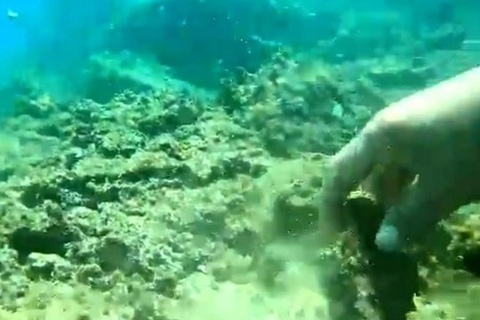 Điều tra việc nhiều rạn san hô chết hàng loạt ở biển Hòn Sẹo Quy Nhơn