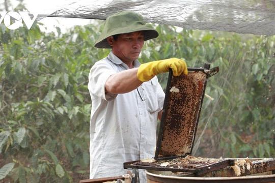 Bộ Thương mại Mỹ giảm thuế chống bán phá giá 7 lần đối với mật ong Việt Nam