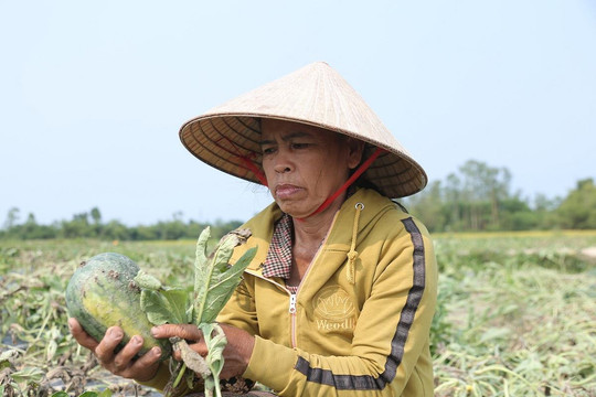 Ảnh: Hàng trăm hecta dưa hấu chết khô, nông dân Quảng Nam nuốt nước mắt nhổ bỏ