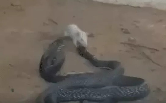 Chuột tấn công tới tấp như muốn "ăn tươi nuốt sống" rắn hổ mang chúa