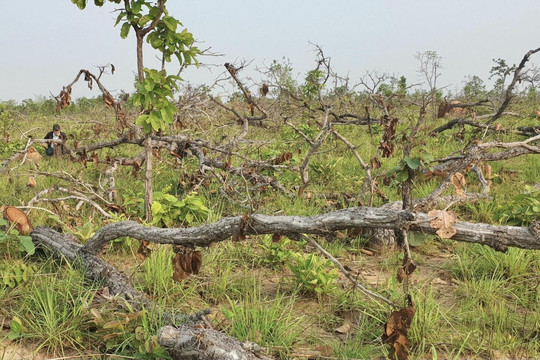 Khởi tố vụ phá hơn 380 ha rừng ở Đắk Lắk