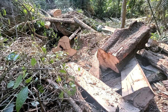 Báo động tình trạng chặt phá rừng tái diễn ở Nghệ An