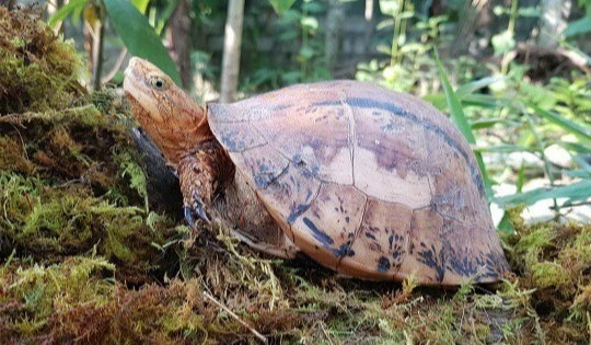 Hai cá thể rùa quý hiếm ở Bảo tàng Thiên nhiên Việt Nam bị đánh cắp