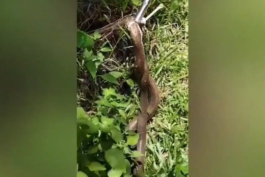 Rợn người phát hiện rắn hổ mang chúa chui lên từ bồn cầu nhà vệ sinh