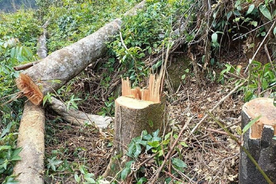 Phá rừng ở Lâm Đồng: Cưa gần đứt gốc thông để cây vẫn đứng, khi gió lên mới đổ