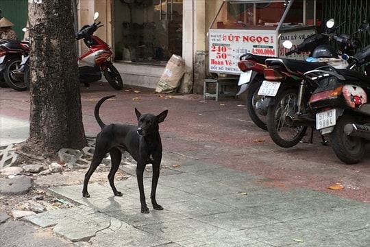 Chó, mèo tấn công, gây thiệt hại thì chủ phải bồi thường như thế nào?