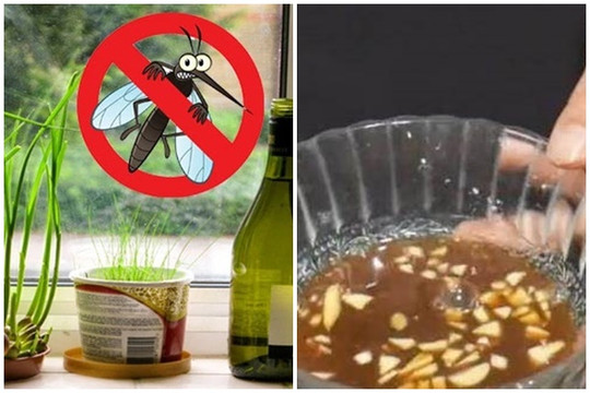 Hướng dẫn bạn 3 phương pháp đuổi muỗi hiệu quả khi vào hè: Sử dụng nguyên liệu tự nhiên, tiết kiệm tiền bạc