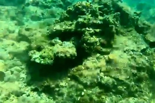 Vì sao rạn san hô ở biển Hòn Sẹo chết?