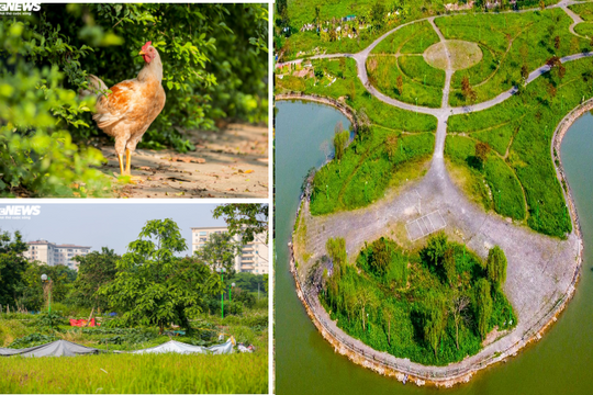 Ảnh: Công viên gần 160 nghìn m2 ở Hà Nội thành nơi... trồng rau, nuôi gà