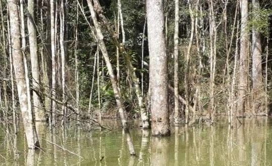 Điều tra việc thủy điện tích nước lòng hồ làm chết hơn 25 ha rừng