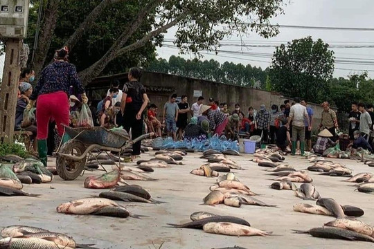 Phiên chợ lạ toàn cá, dân xếp hàng chia phần chẳng cần cân ở Bắc Giang