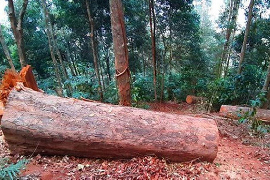 Điều tra vụ khai thác gỗ trái phép ở Kon Tum