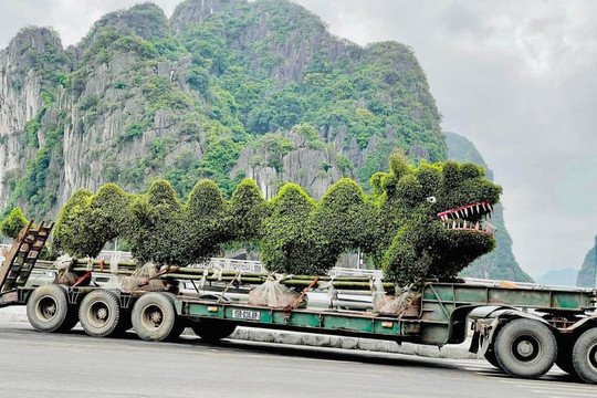 Cây duối tạo dáng hình rồng bị chê xấu ở Hạ Long: Công ty cây xanh nói gì?