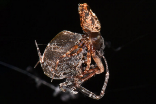 Cú phóng thần sầu giúp nhện đực tránh bị bạn tình ăn thịt