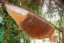 Cà Mau có tổ ong mật lớn nhất Việt Nam