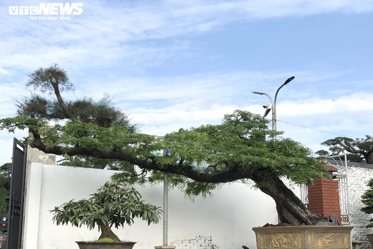 Ảnh: Làng siêu cây cảnh ở Nam Định