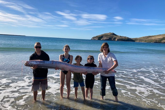 Sinh vật lạ dài ngoằng, 5 người ôm không xuể dạt vào bãi biển New Zealand