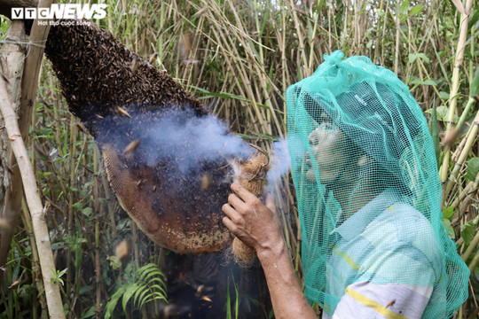Ảnh: Theo chân thợ vào rừng U Minh Hạ bắt những tổ ong 'khổng lồ'