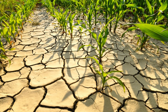 Thế giới cần chuyển đổi hệ thống lương thực ứng phó biến đổi khí hậu