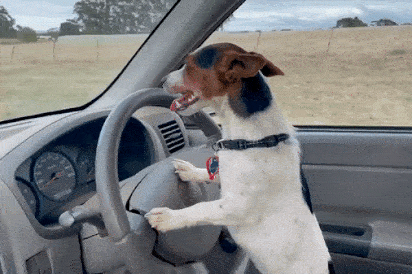 Chú chó trổ tài lái ô tô gây sốt