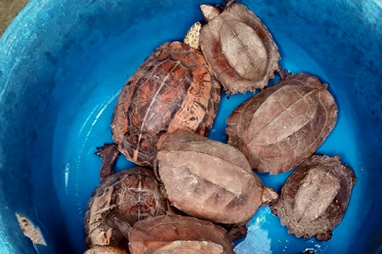 Đi rẫy bắt được hai cá thể rùa thuộc nhóm trong sách đỏ thế giới