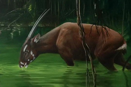 Linh vật SEA Games 31 - loài thú cổ đại được cho là bí ẩn nhất thế giới
