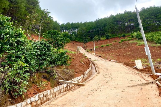 Trong 4 tháng, hơn 12ha rừng ở Lâm Đồng bị phá