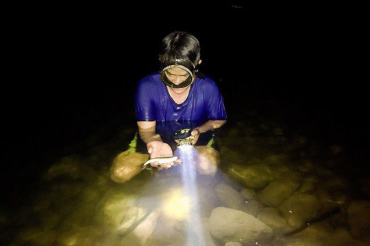 Ảnh: Nửa đêm rọi đèn, ngâm mình dưới suối săn loài cá 'điên' ở Quảng Trị