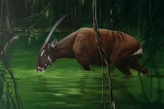 Linh vật SEA Games 31: Loài thú cổ đại được cho là bí ẩn nhất thế giới
