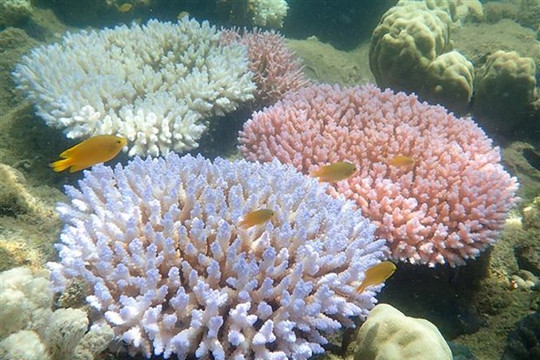 91% rạn san hô Great Barrier tại Australia bị tẩy trắng do nắng nóng