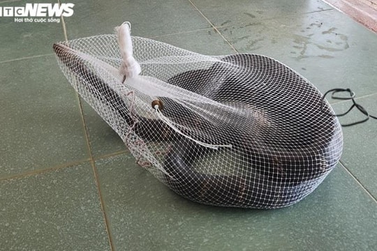 Rắn hổ mang chúa dài hơn 3m chui vào trường học ở Hà Tĩnh