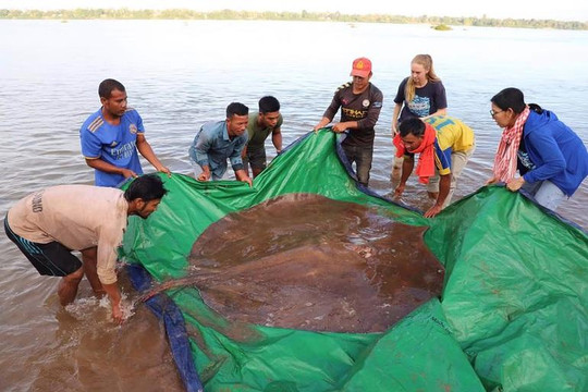 Bắt được cá đuối nước ngọt khổng lồ dài 4m, nặng 180kg trên sông Mekong