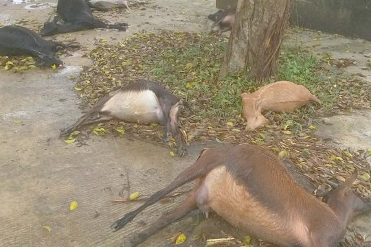 11 con dê chết bất thường khi vào nghĩa địa ăn cỏ