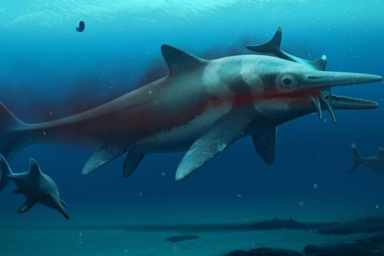 Phát hiện hóa thạch các loài cá heo tiền sử tại Thụy Sĩ