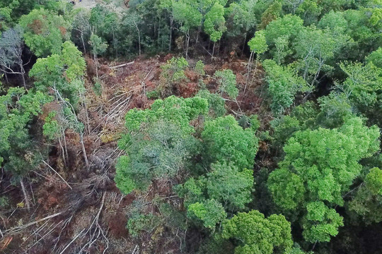Điều tra vụ phá trắng hơn 2,2ha rừng phòng hộ ở Gia Lai