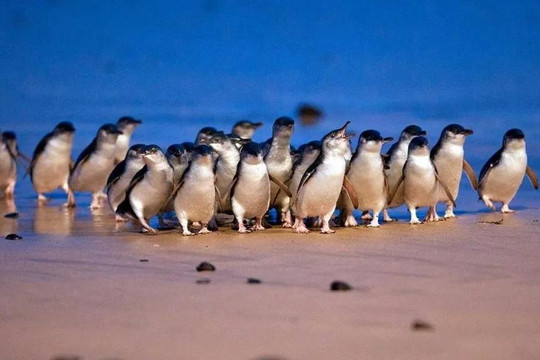 Cuộc diễu hành kỷ lục của hơn 5.000 con chim cánh cụt nhỏ nhất thế giới