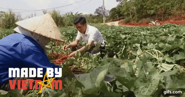 "Nhân sâm" siêu rẻ ở Việt Nam du nhập Trung Quốc, cứu đói hàng trăm triệu người