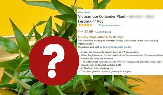 Một loại rau gia vị ở Việt Nam mọc um tùm, sang nước ngoài thành của hiếm, giá bán tăng hơn 120 lần